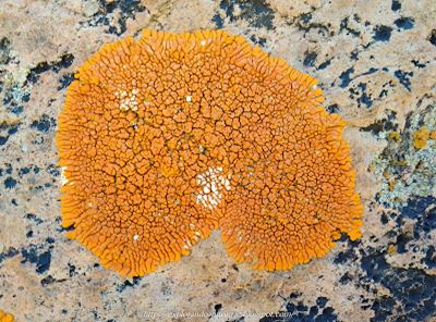 Rumi unkhu - Líquenes sobre piedra