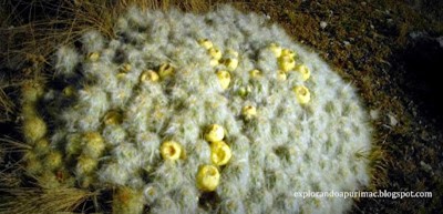 Huaraq'u - Cactus andino