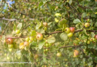 Maq'achu - Planta tradicional