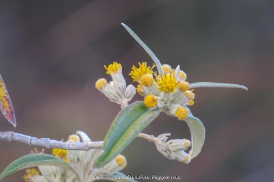 Toqarhuay - Forraje tradicional