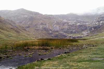 Totoral - Vegetación de humedales andinos