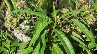 Ortiga andina - Quiza