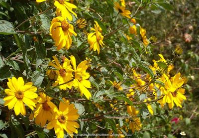 Suncho - Forraje natural