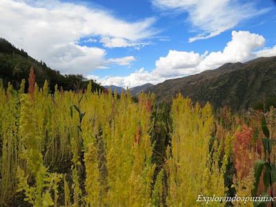 Quinua - Grano andino