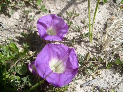 Michi-michi - Planta nativa comestible