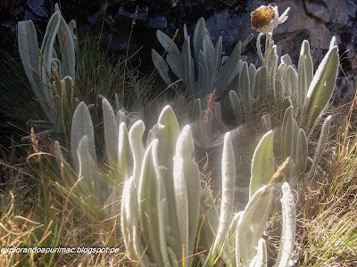 Fuña tika - Flor ornamental andina