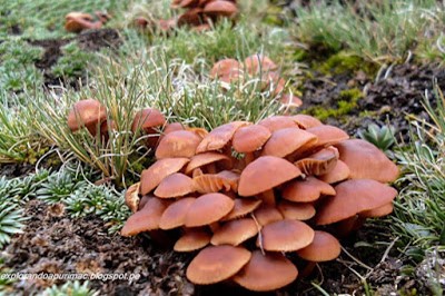 Callampa - Hongo andino