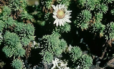 Pupusa - Planta medicinal