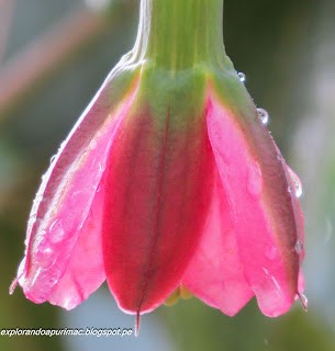 Tumbo - Fruta andina